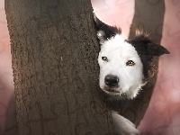 Mordka, Border collie, Drzewo