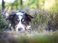 Mordka, Leżący, Border Collie, Wrzos