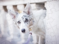 Mordka, Pies, Border collie, Balustrada