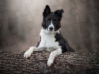 Mordka, Pies, Border collie, Drzewo