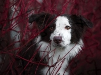 Mordka, Pies, Border collie, Gałązki