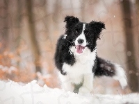 Mordka, Pies, Border collie, Śnieg