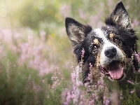 Mordka, Pies, Border collie, Wrzosy