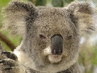 Misia, Mordka, Koala
