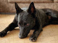 Owczarek australijski Kelpie, Mordka