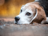 Mordka, Beagle, Pies
