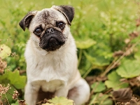 Mordka, Mops, Pies