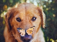 Psa, Mordka, Motyl
