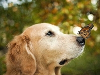 Pies, Golden retriever, Motyl