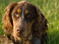 Mordka, Spaniel Pikardyjski, Smutna, Zieleń