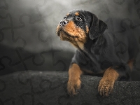 Mordka
, Rottweiler, Szczeniak