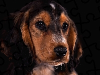 Spojrzenie, Cocker spaniel, Mordka, Ciemne tło
