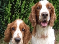 mordki, dwie, Springer spaniel walijski