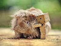 Morska, Świnka, Danbo