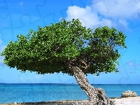 Drzewo, Morze, Aruba