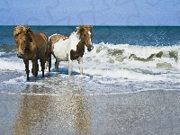 Konie, Morze, Fale
