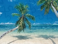 Morze, Dwie, Palmy, Plaża