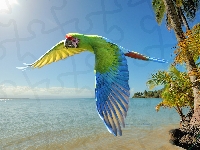 Papuga ara, Palmy, Morze
