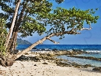 Plaża, Morze, Drzewo