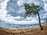 Plaża, Morze, Drzewo