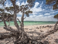 Plaża, Morze, Drzewo