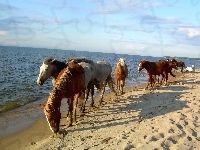 Morze, Konie, Plaża, Piasek