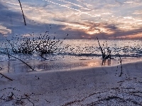Plaża, Morze, Krzewy