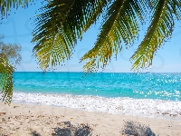 Plaża, Palmy, Liście, Morze