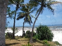 Plaża, Morze, Palmy