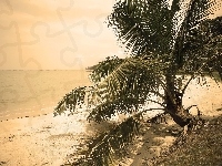 Morze, Palma, Zachód, Słońca, Plaża
