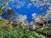 Mostek, Park, Drzewa, Rzeka