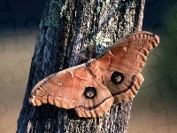 Motyl