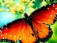 Motyl