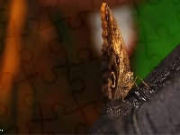 Motyl