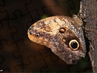 Motyl