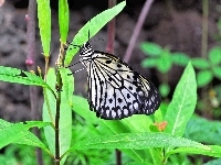 Motyl