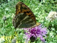 Dostojka, Motyl, Malinowiec