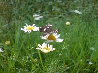 Łąka, Motyl, Stokrotki