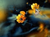 Motyl, Kwiaty, Kosmea, Anartia jatrophae