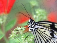Motyl, Czarno, Biały, Maki