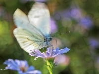 Bielinek, Motyl, Biały