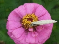 Bielinek, Motyl, Kwiat