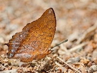 Motyl, Brązowy, Charaxes affinis