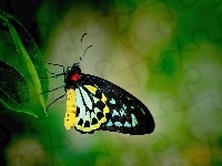 Czarno, Motyl, Żółty