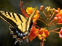 Motyl, Żółto, Czarny, Kwiat
