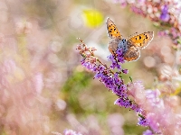 Kwiaty, Motyl, Czerwończyk żarek, Wrzos