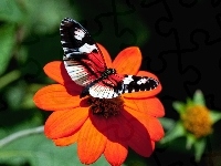 Czerwony, Motyl, Kwiat