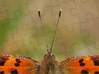 Czułki, Motyl, Skrzydełka