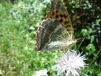 Motyl, Dostojka