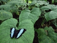 Duże, Motyl, Liście